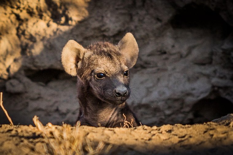 021 Timbavati Private Game Reserve, gevlekte hyena.jpg